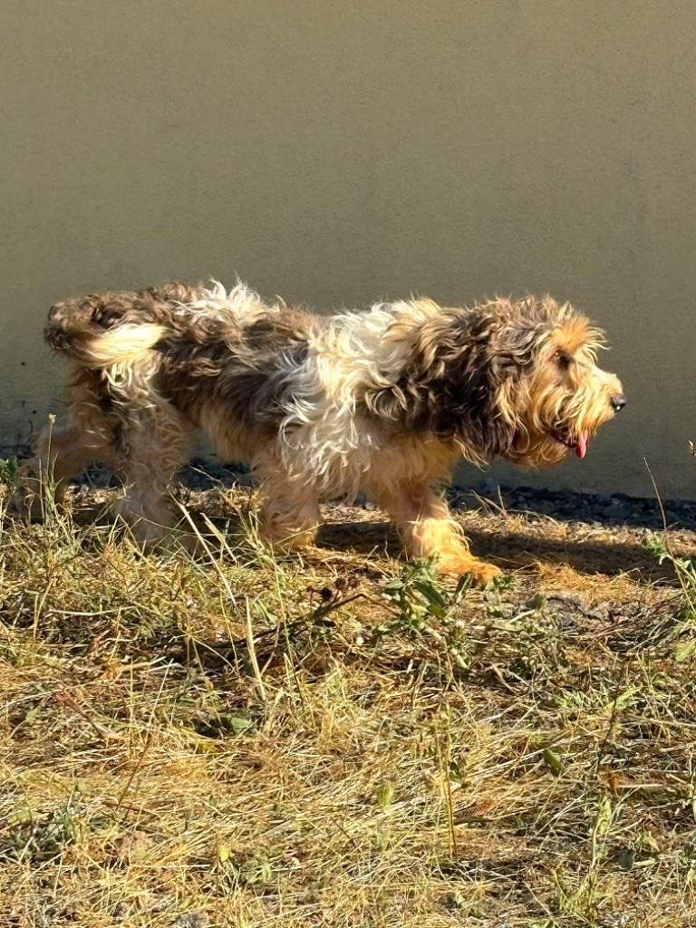 Uranie des torrents de saint laurent