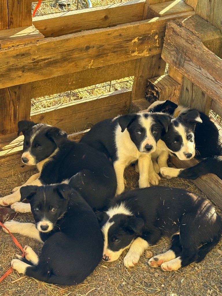 Chiot Border Collie De La Croix Bécasse