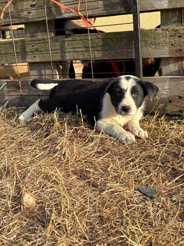 De La Croix Bécasse - Chiots disponibles - Border Collie