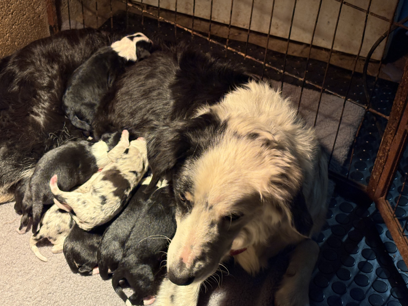 Chiot Border Collie De La Croix Bécasse
