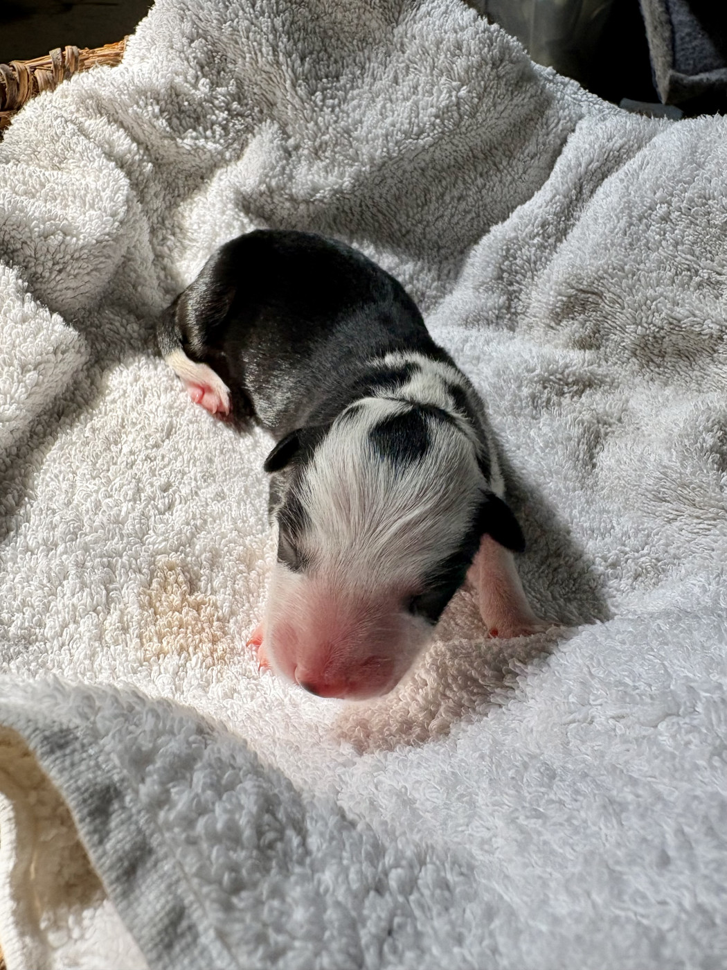 De La Croix Bécasse - Chiots disponibles - Border Collie
