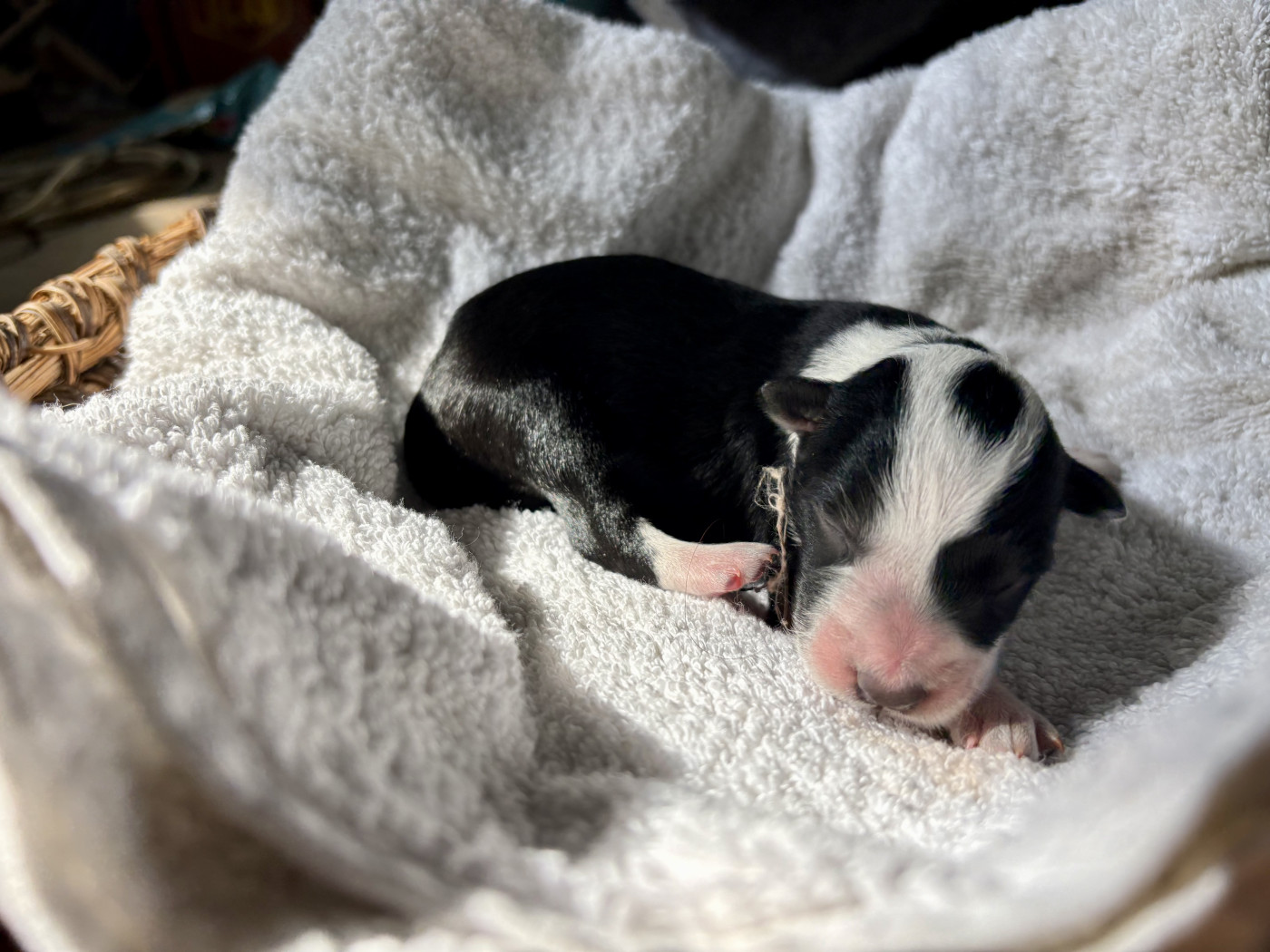 De La Croix Bécasse - Chiots disponibles - Border Collie