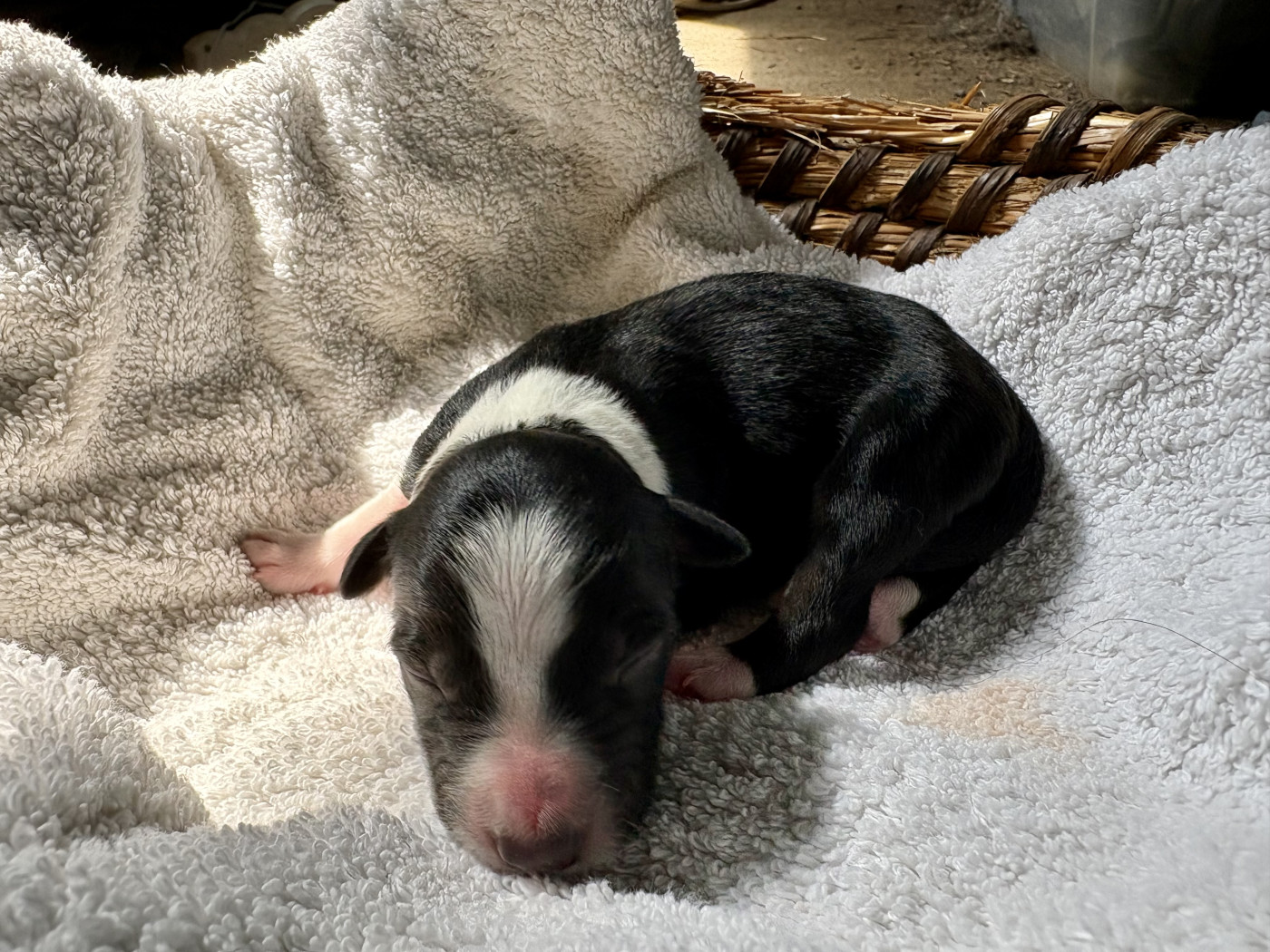 De La Croix Bécasse - Chiots disponibles - Border Collie