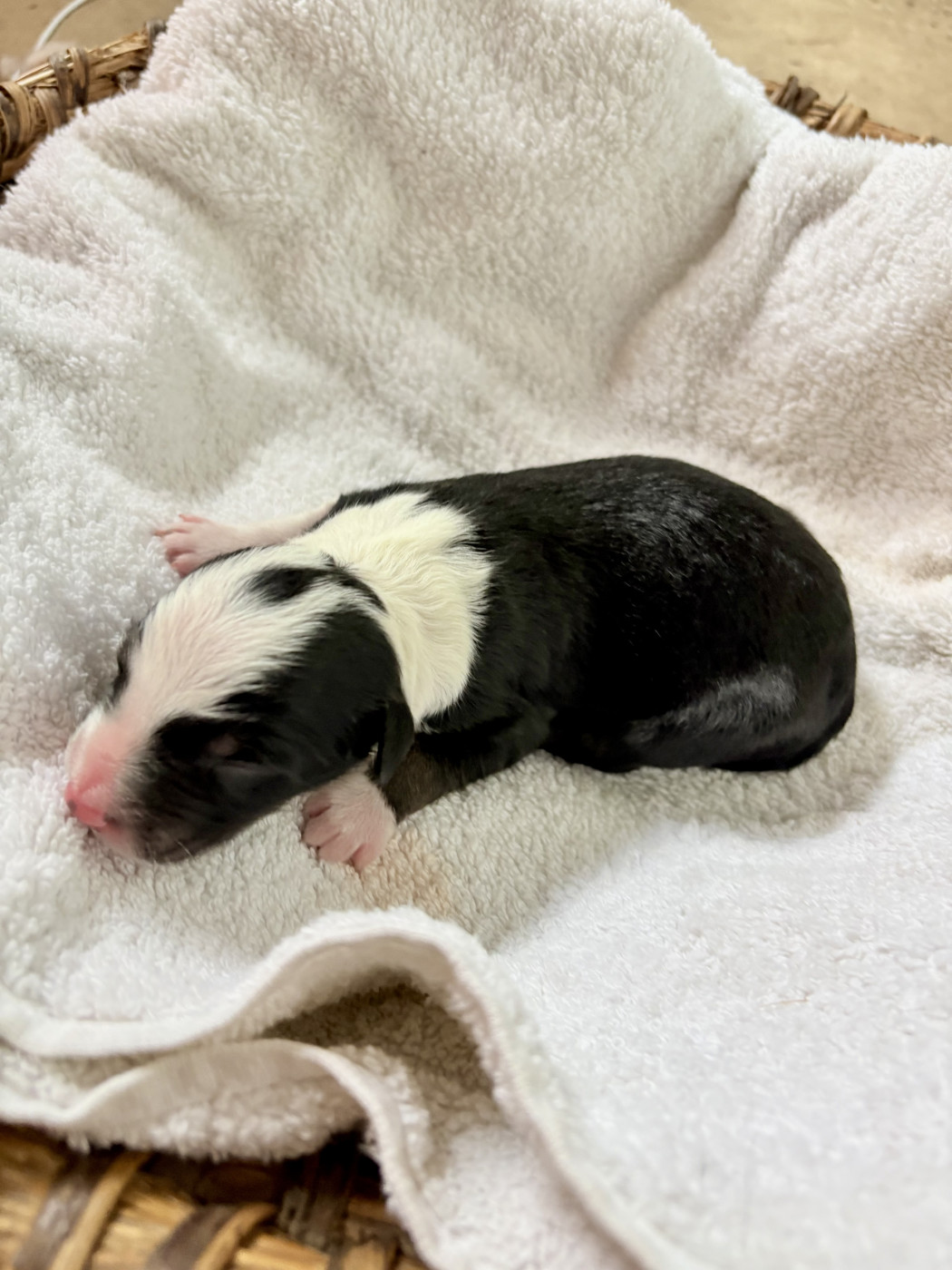De La Croix Bécasse - Chiots disponibles - Border Collie