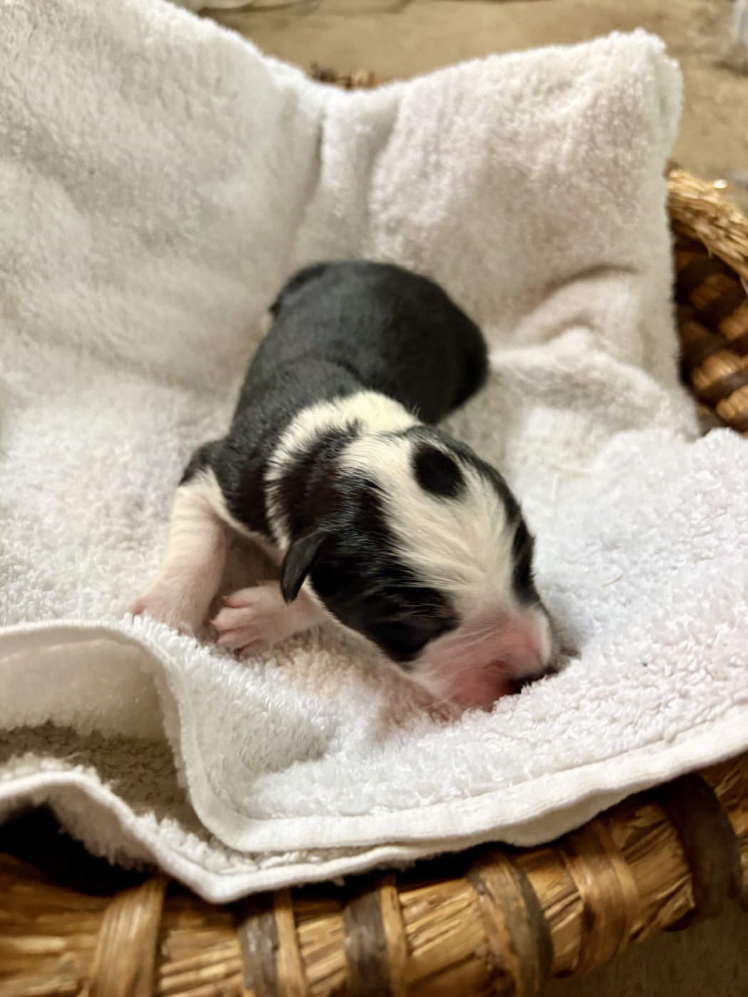 De La Croix Bécasse - Chiots disponibles - Border Collie
