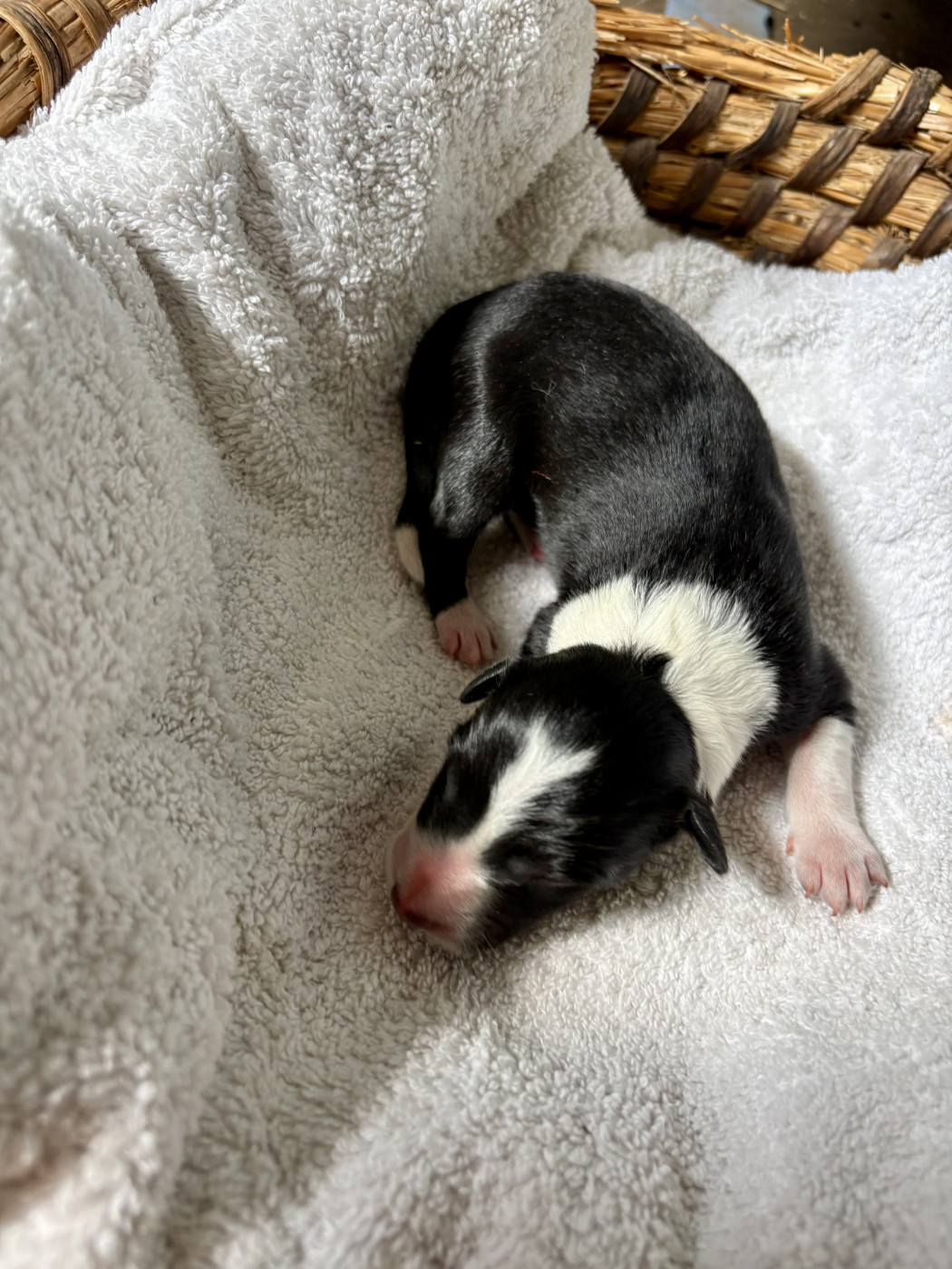 De La Croix Bécasse - Chiots disponibles - Border Collie