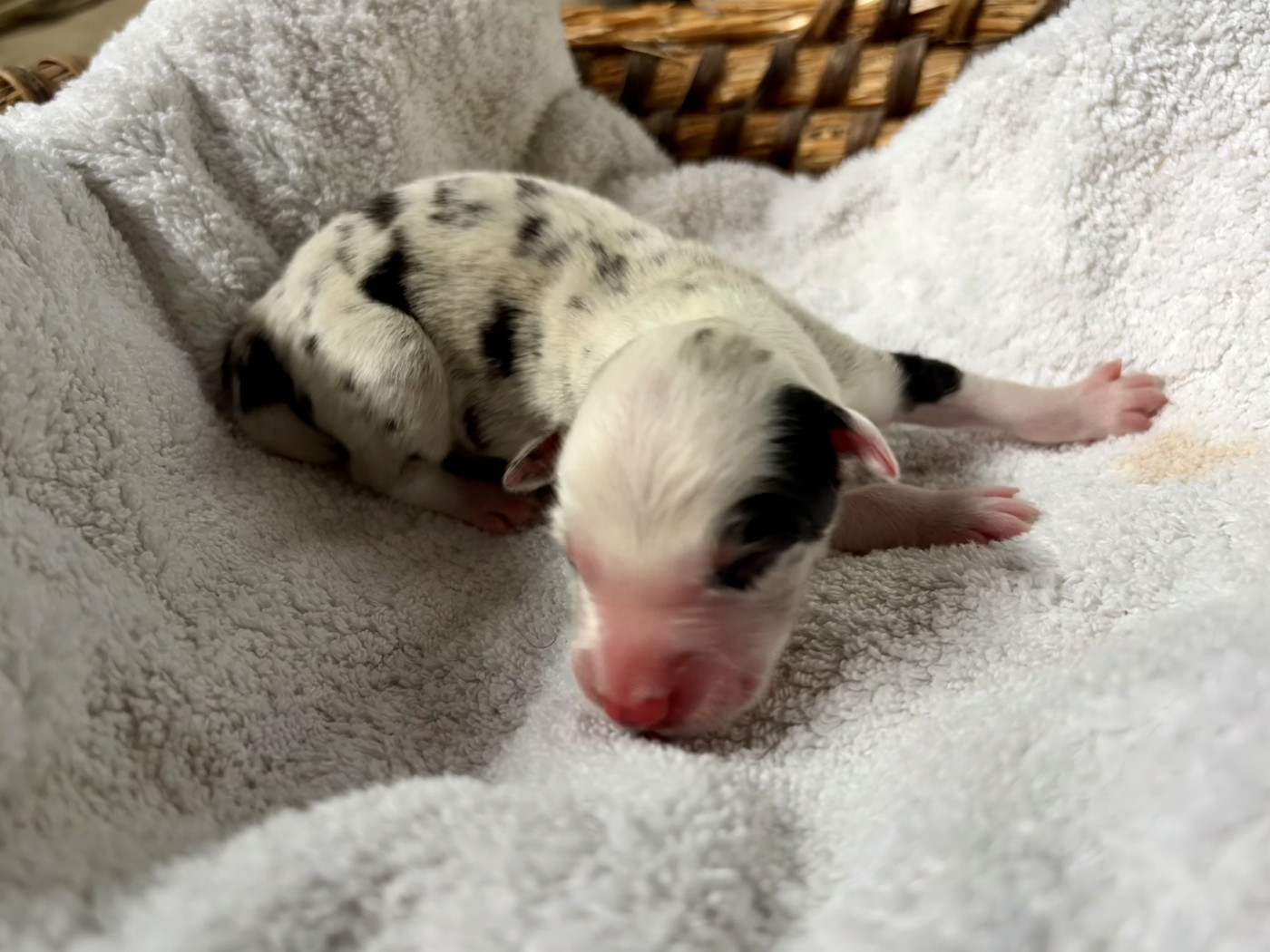 De La Croix Bécasse - Chiots disponibles - Border Collie