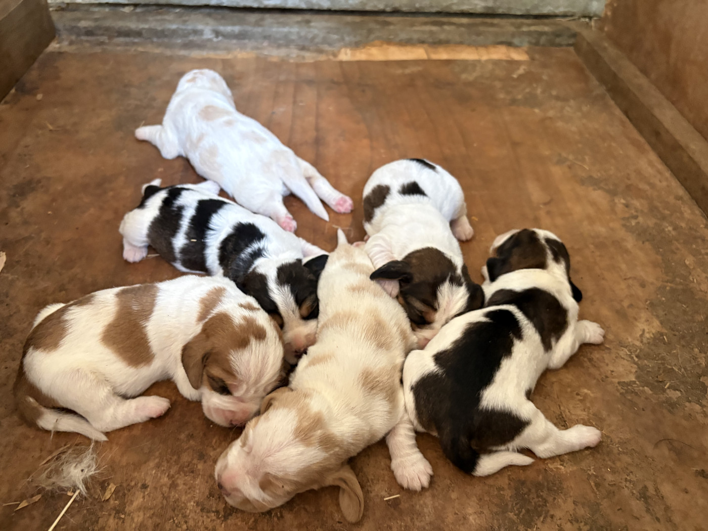 Chiot Petit Basset griffon vendeen De La Croix Bécasse