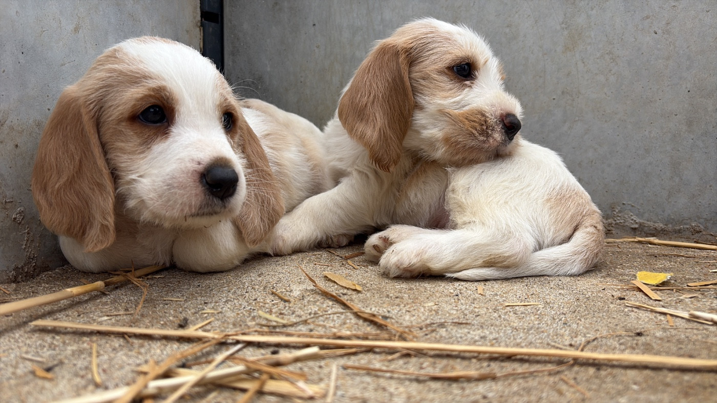 De La Croix Bécasse - Chiots disponibles - Petit Basset griffon vendeen