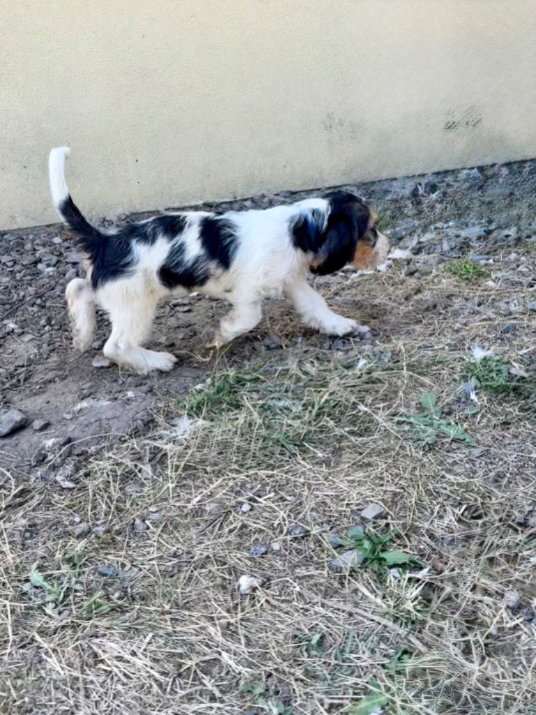 De La Croix Bécasse - Petit Basset griffon vendeen - Portée née le 28/05/2025