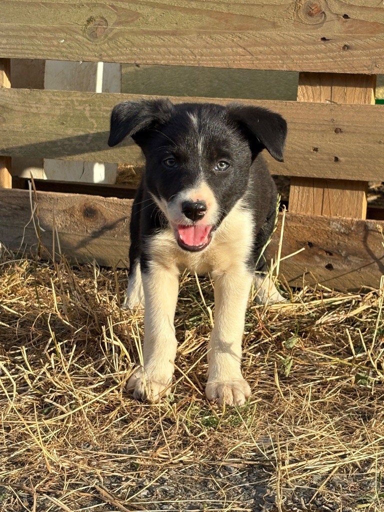 De La Croix Bécasse - Chiots disponibles - Border Collie