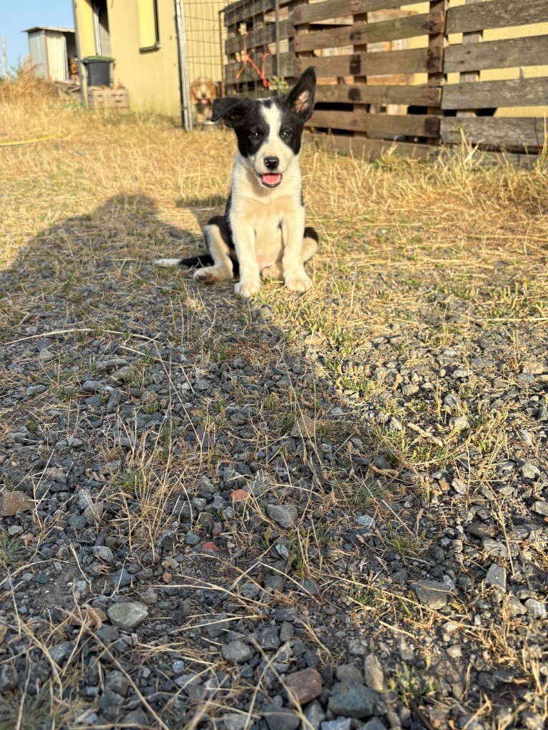 De La Croix Bécasse - Chiots disponibles - Border Collie