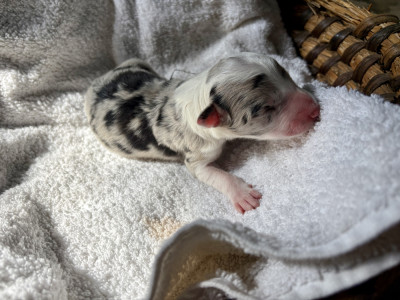 Chiot N°4